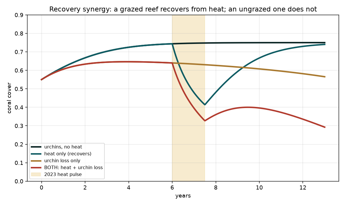Coral recovery trajectories: a grazed reef recovers from the heat pulse, an ungrazed reef keeps declining