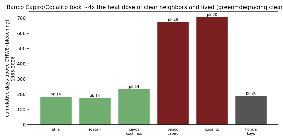 Cumulative days above the bleaching threshold per reef; Banco Capiro and Cocalito take ~4x the heat dose of clear neighbours and survive